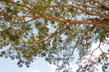 green treetop and sky,branch of tree,brown color of branch