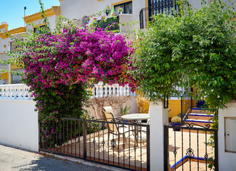 Fototapeta na wymiar Beautifully blooming Bougainvillea is pink flovers in the entrance to the house interior. Spain