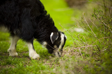 young goat grazes in a meadow.