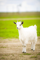 young goat grazes in a meadow.