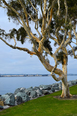 San Diego Bay Eucalyptus Tree
