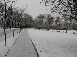 Snowy Prague Park - Trees and Path