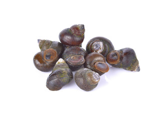 shellfish