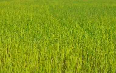 Obraz premium cornfield