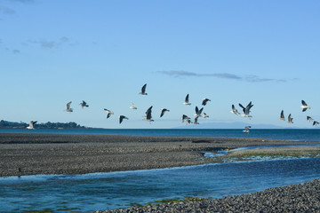 Shorebirds Flocking
