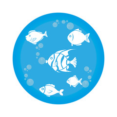 Obraz premium sea fish emblem icon vector illustration design
