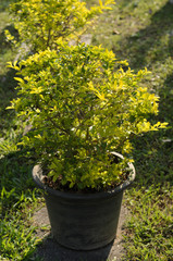 Fototapeta na wymiar Tree in pot forearm for garden