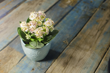 Flower on old table