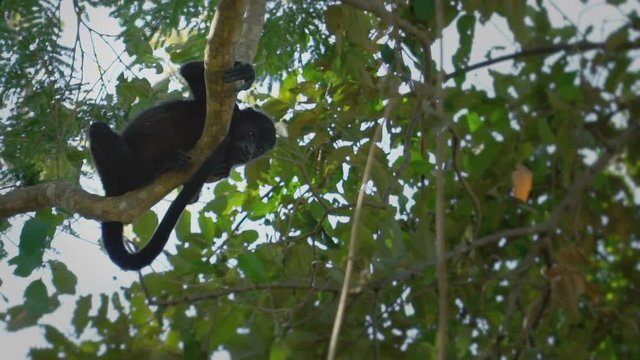  Slow-motion footage of a howler monkey up in the tree 