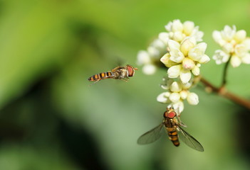 ハナアブと花