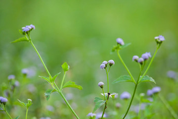 Fototapeta premium Purple Chives flower alike for blur wallpaper background