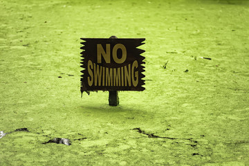 No swimming sign in algae alligator infested swamp  