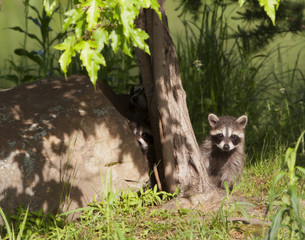 Young Raccoon Peeking out of Forest