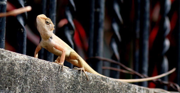 Chameleon on the wall and stockade iron in the garden