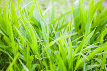 Green grass close up view for blur background texture