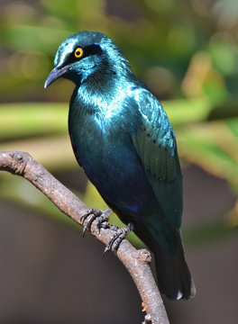 The Cape starling or Cape glossy starling (Lamprotornis nitens) is an iridescent blue bird found in southern Africa