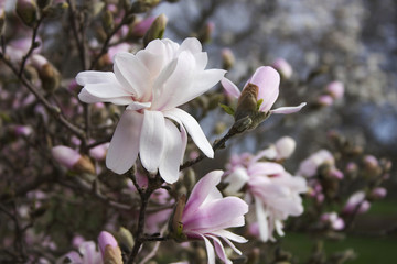 Fototapeta na wymiar Pink magnolia and spring bloom background. Flower of pink magnolia close up on a foreground with blossoming magnolia trees on a shallow depth of field background.