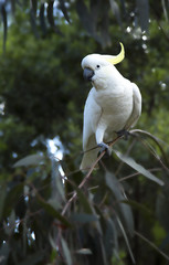 White cockatoo in a tree