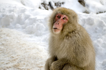 Portrait of a Monkey in Snow