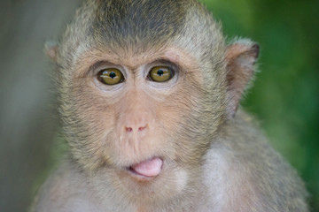 可愛いサル