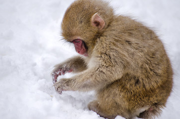 Monkey by Hot Spring