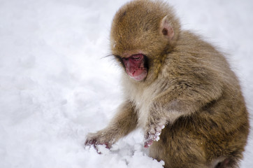 Young Macaque Monkey in the Snow