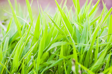Green grass close up view for blur background texture