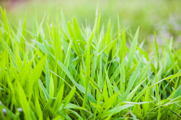 Green grass close up view for blur background texture