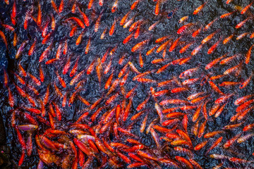 Koi fishes Vietnam