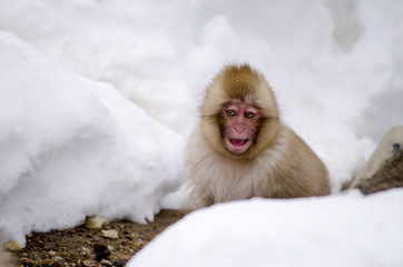 Baby Macaque Monkey in the Snow