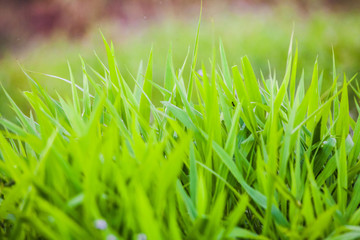 Green grass close up view for blur background texture
