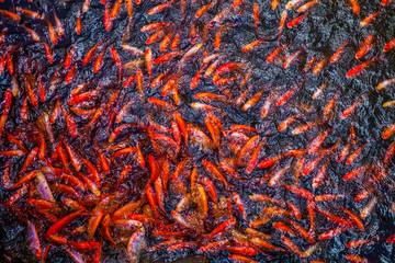 Fototapeta premium Koi fishes Vietnam