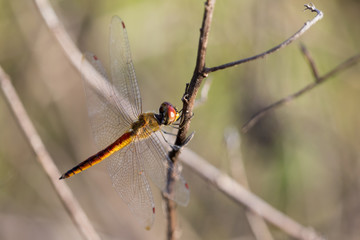 Image of dragonfly perched on a tree branch on nature background