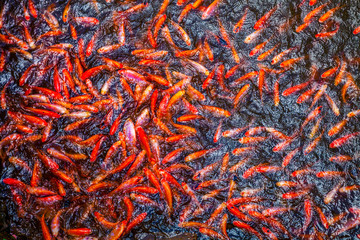 Koi fishes Vietnam