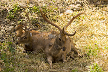Image of a deer relax on nature background. wild animals.