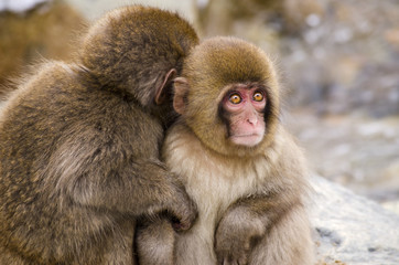 Obraz premium Monkey by Hot Spring