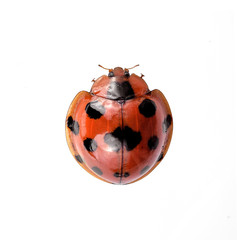 Ladybug insect isolated on white background