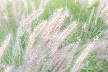 Field of soft mission grass swaying in the wind with blurred foc