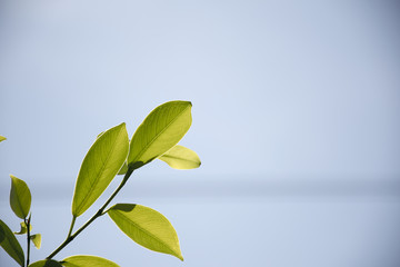 green leaves/plant texture with nature background.