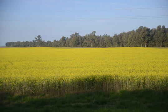 plantas y flores de la pampa humeda