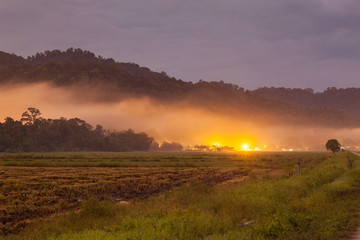 Harvested rice field view with sunrise background
