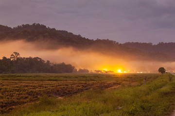 Harvested rice field view with sunrise background
