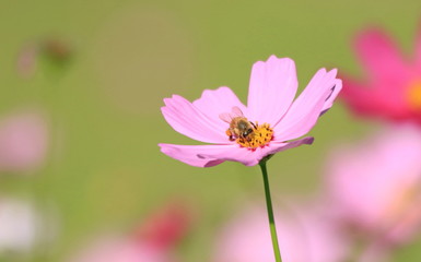 コスモスの花とミツバチ