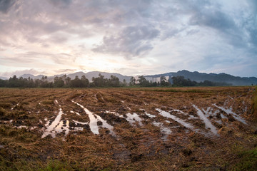 Harvested rice field view with sunrise background
