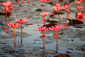 The Red lotus