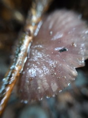 mushroom