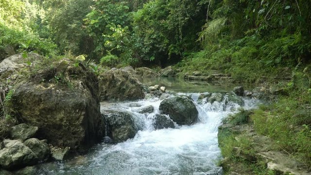 River flows through the rainforest in the jungle. Tropical river, jungle. Tropical Rainforest Landscape.