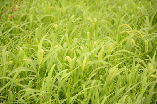 Cultivo de Moha, pasturas, llanura 