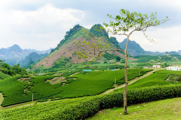 Famous tea farm located on hill in Moc Chau district of Son La province, Vietnam.