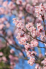Cherry Blossom, Sakura season in Japan.